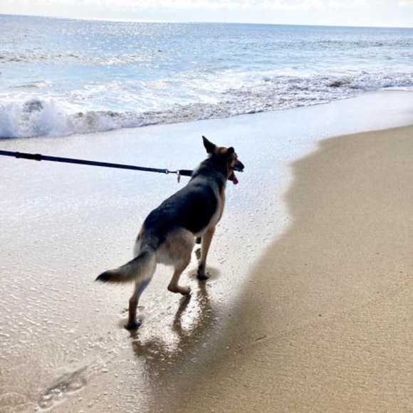 Meet your Posher, Joneshouse - Picture 7 of 7